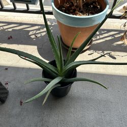 Aloe Vera 20” Plant