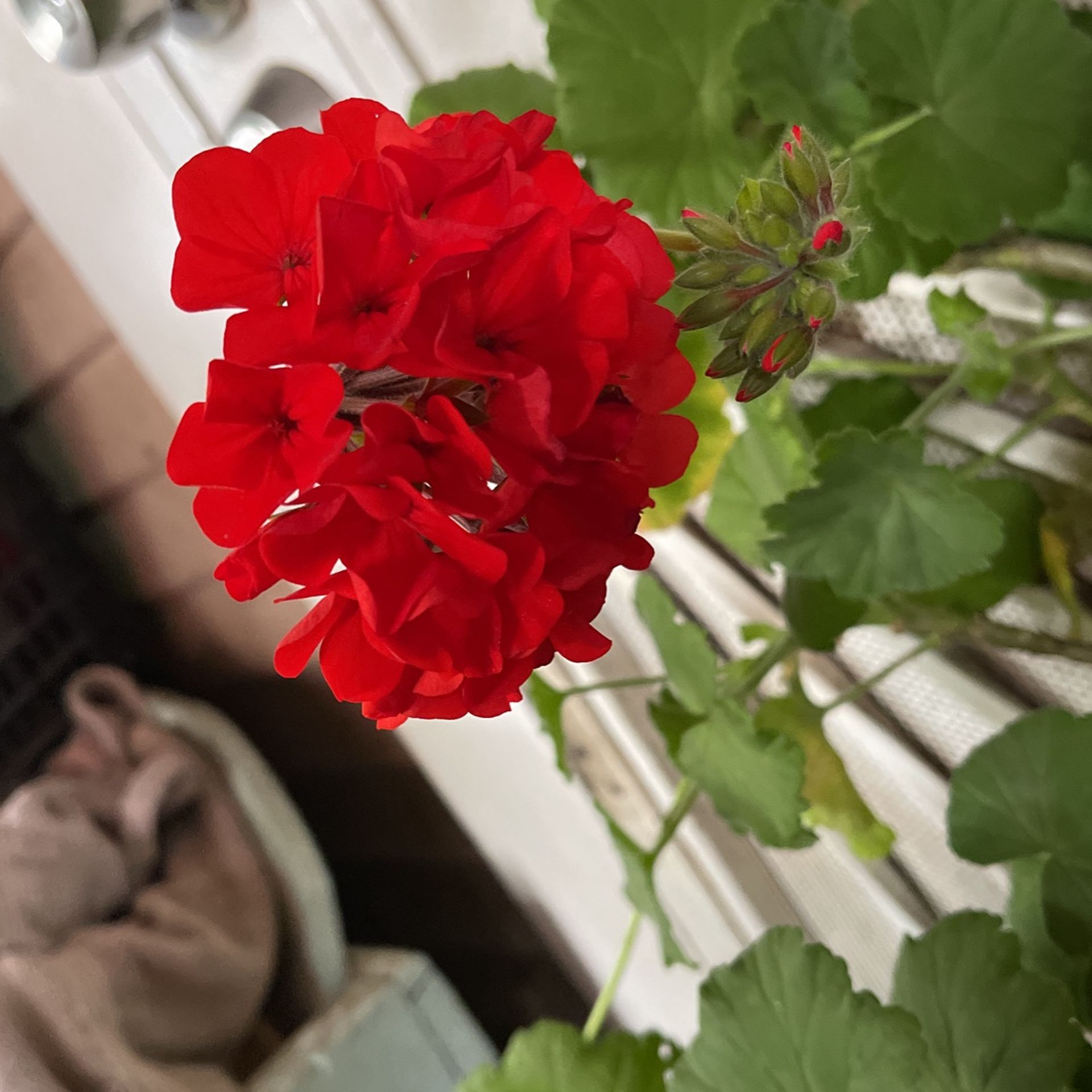 Big Geranium Plant Flower 