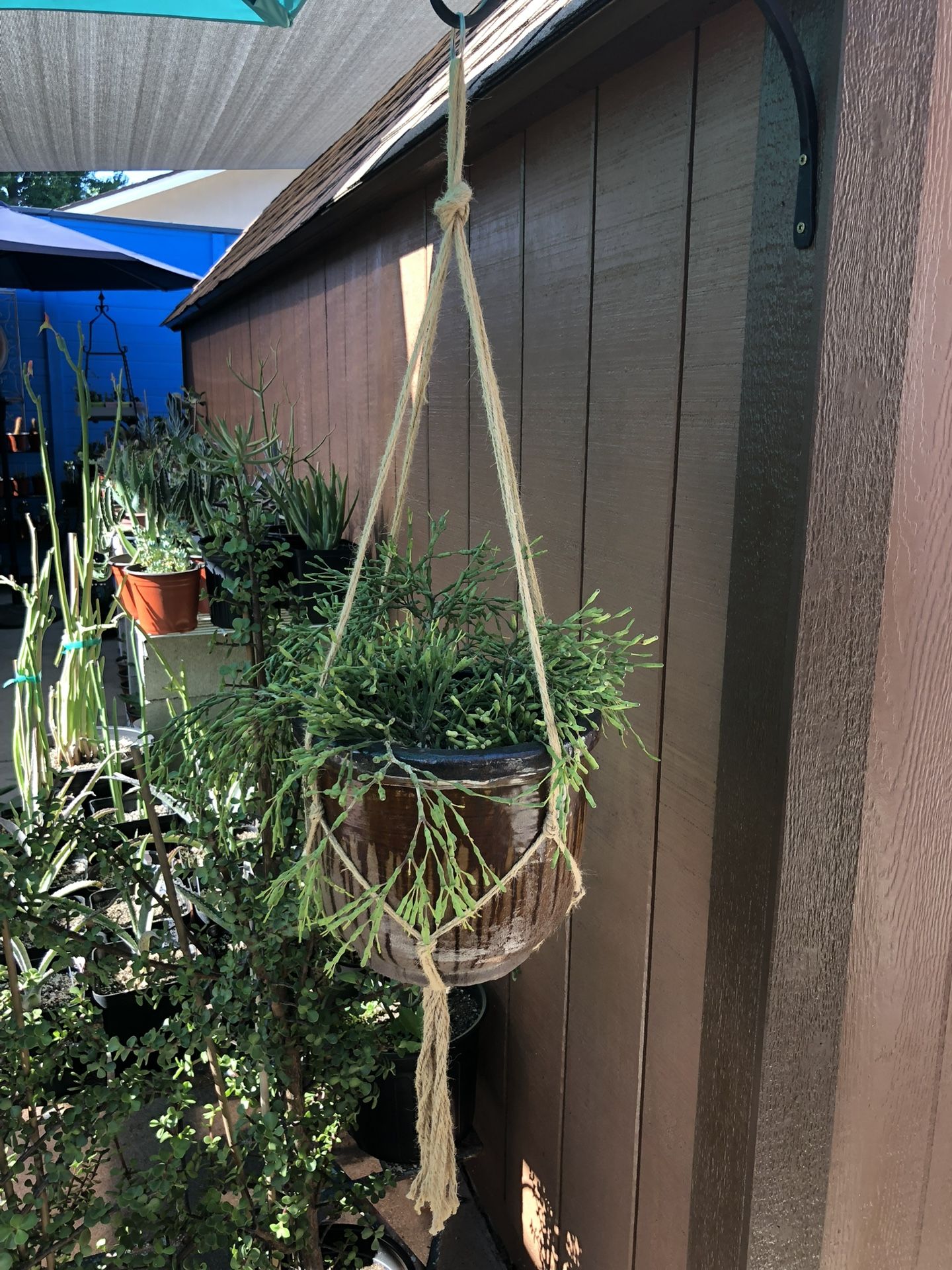 Hatiora Salicorniodes DANCING BONES Succulent Plant In A Brown Glazed Ceramic Pot With New Macrame Hanger