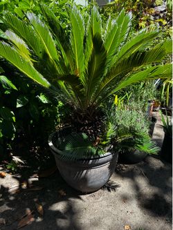 Sago Palm Tree
