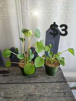 Peperomia rana verde