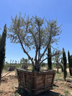 Fruitless Multi Trunk, Olive Tree For Sale 36 Inch And 48 Inch Boxes Available