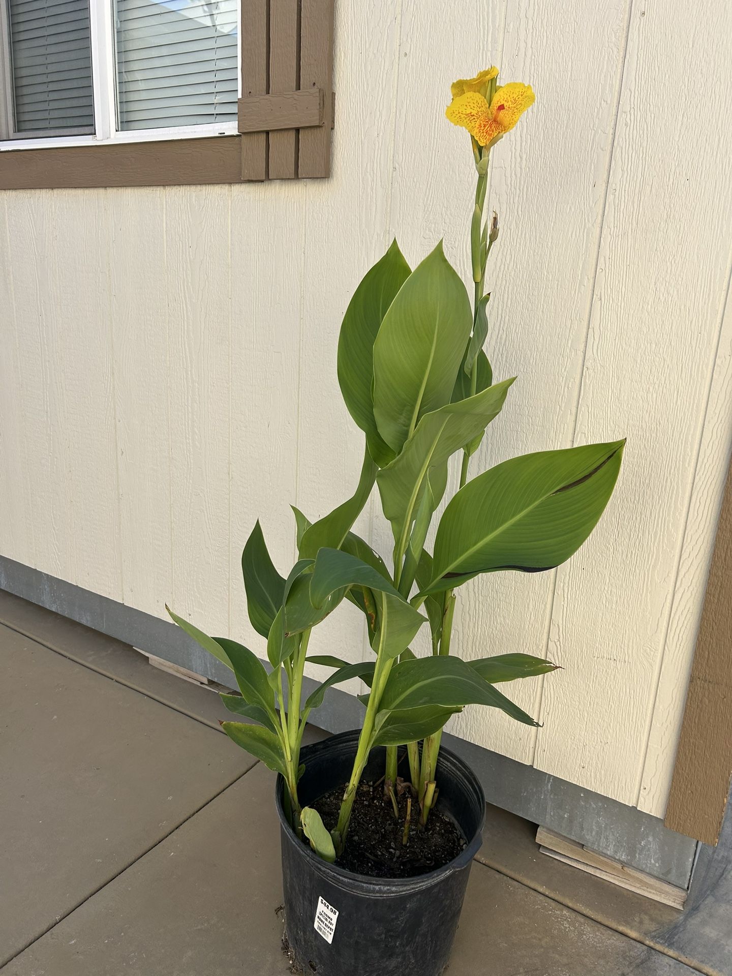 Canna Cleopatra Plant