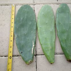 2 - 13" Nopal Prickly Pear Pads $14 -Ship $8
