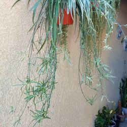 Large Spider Plant $25