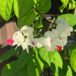 Bleeding Heart Vine Baby Plant!