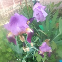 Bearded iris