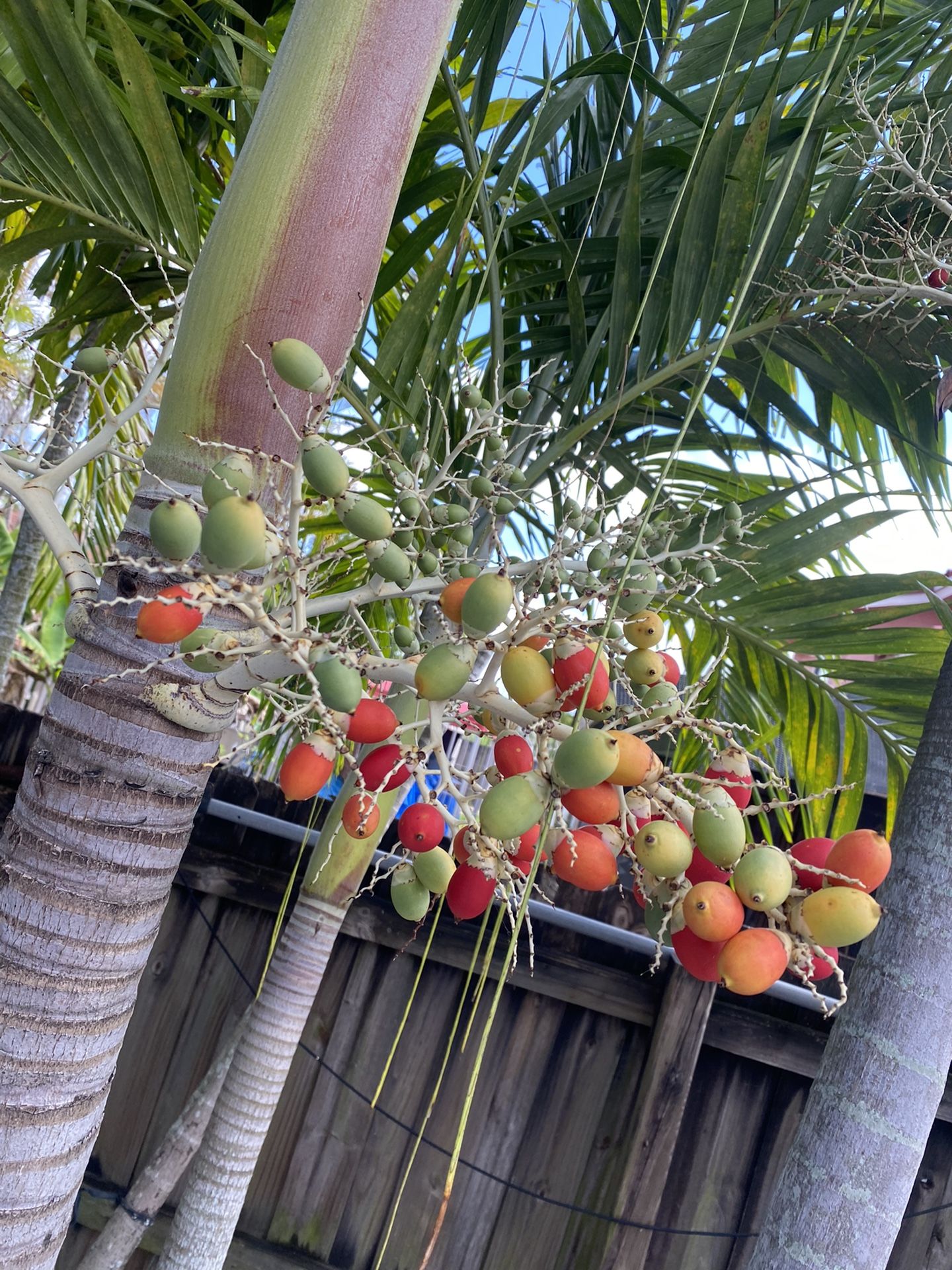 Christmas Palm tree Seeds - 12 Seeds - $25 - Free Shipping - Florida grown