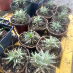 Deuterocohnia brevifolia (formerly known as Abromeitiella brevifolia), a dwarf succulent bromeliad.  