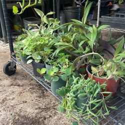 Free Plant With Purchase