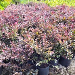Loropetalum 