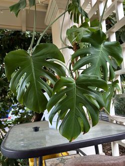 Mature monstera plant (ceramic pot included)