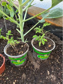 Roma tomato seedlings (2 in each container)