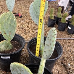Organic Spineless prickly Pear 5gal.  Nopal Orgánico Casi Sin Espinas  De 5gal.