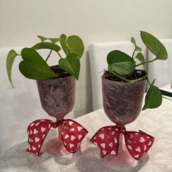 Plants In  Wine Glass 🍷 