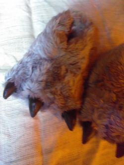 Halloween Wolf Feet