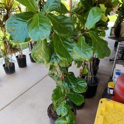 Inside Plants for Sale, Ficus Lirata ,Dracaena Marginata and Ceramic Pots