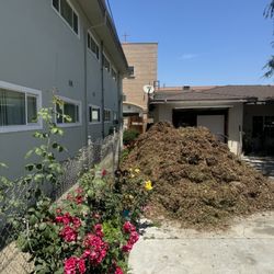 Free Woodchips 