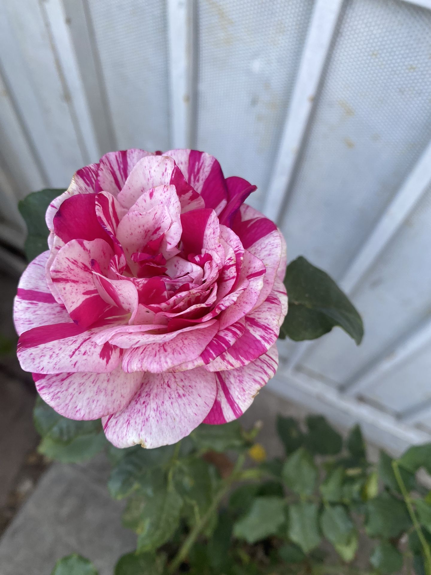 Rose Bush Plant, In 5 Gallons Pot Pick Up Only