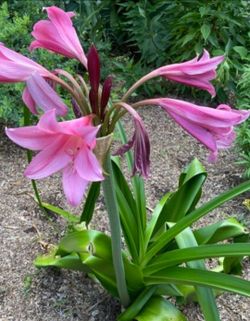 Crinum Lilly Plants