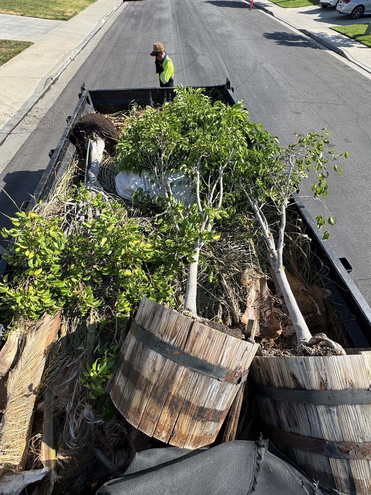 Thre Ficus Trees
