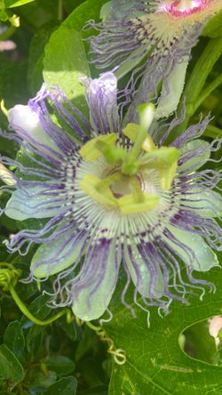 Passion fruit