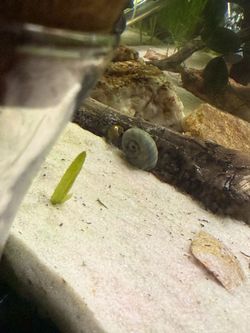 Aquarium ramshorn snail