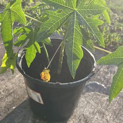 Papaya Plants