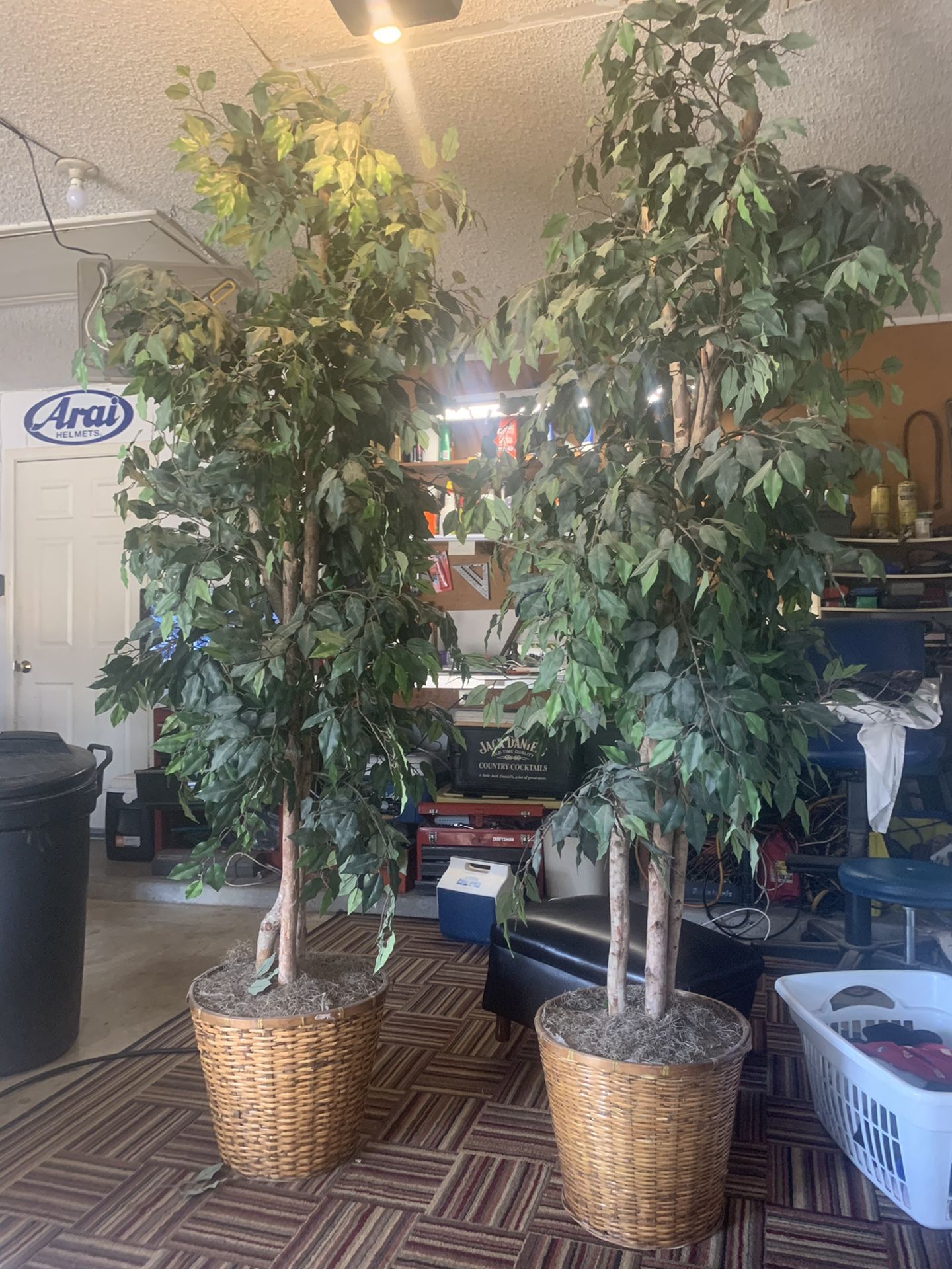 7 Ft Ficus Trees