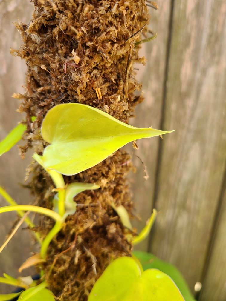 Lemon Lime Philodendron Plant #2