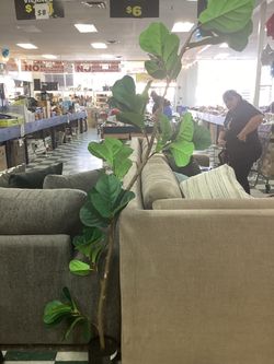 Plant