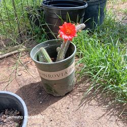 Red Flowers Cactus  Plant