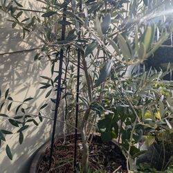   Tree Organic Olive  Price Negotiable 