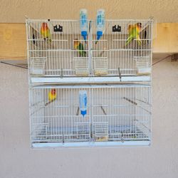 Bird Cage