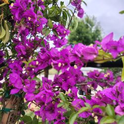 Bugambilias 
