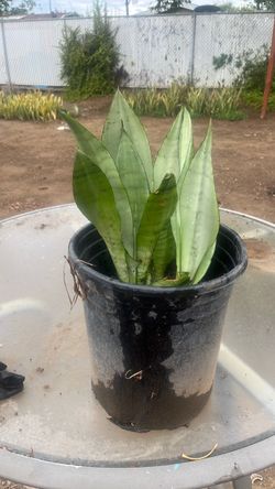 Snake  plant
