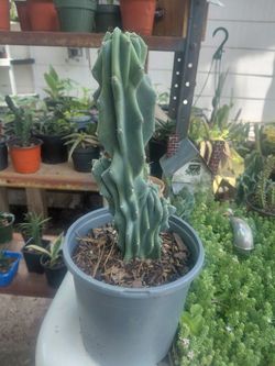 Apple Peruvian Monstrose Cactus 