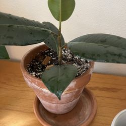 Rubber Tree Plant