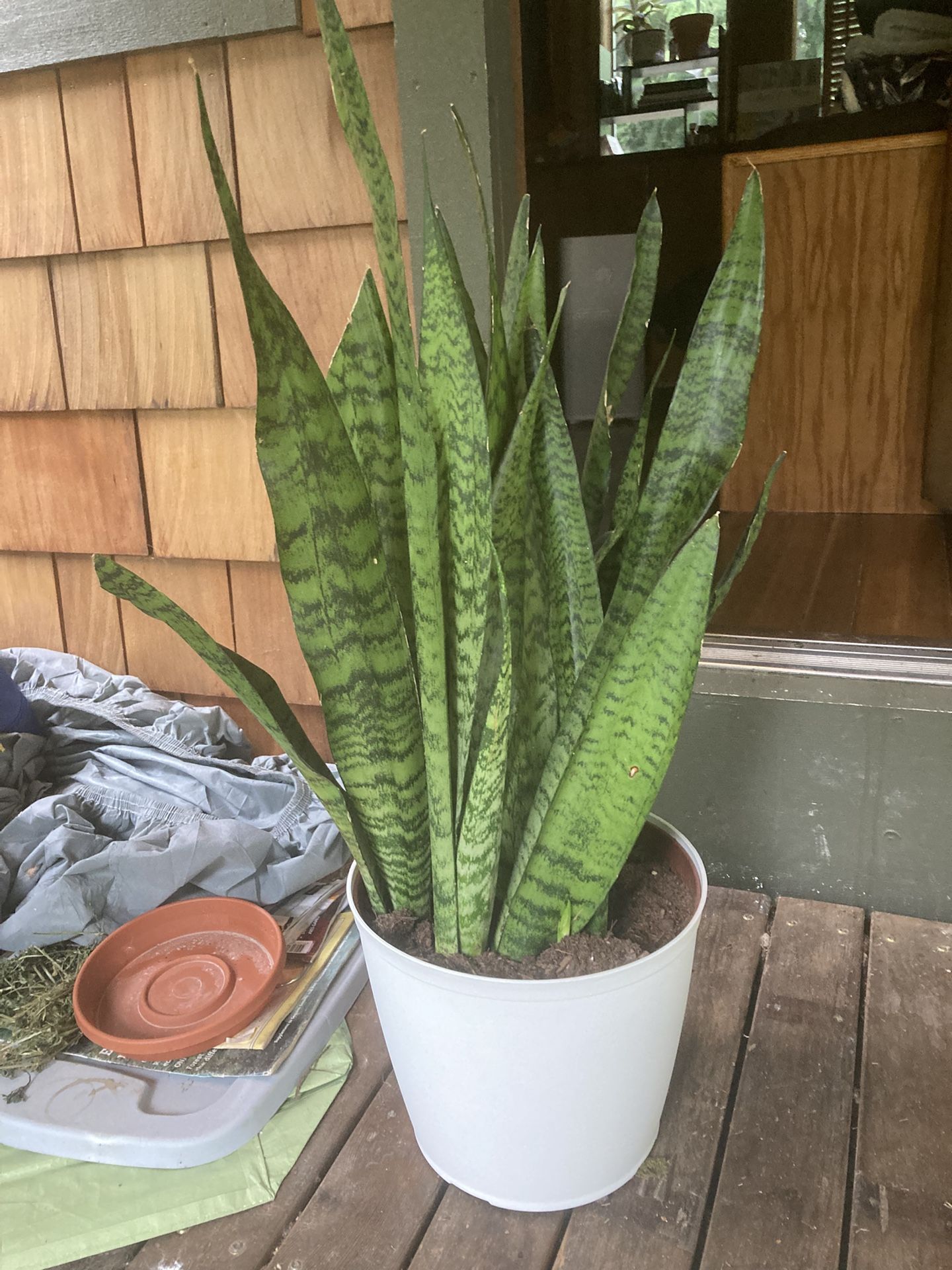 Large Snake Plant – Easy Care, Air Purifying