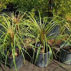Ponytail Palm