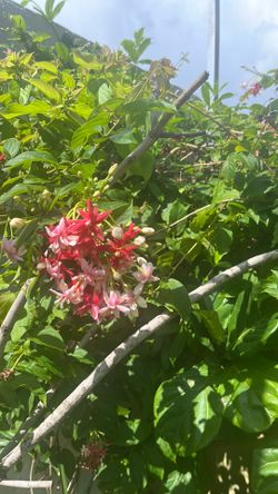 Rangoon creeper one galon plant