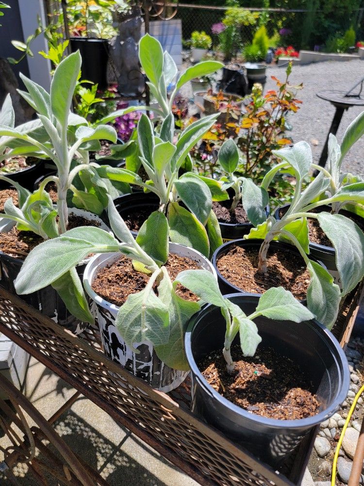 Beautiful lambs ear starts