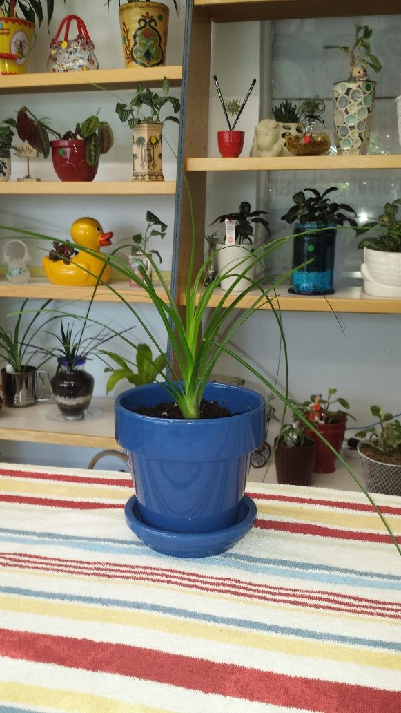 Live plant in royal blue pot with saucer.