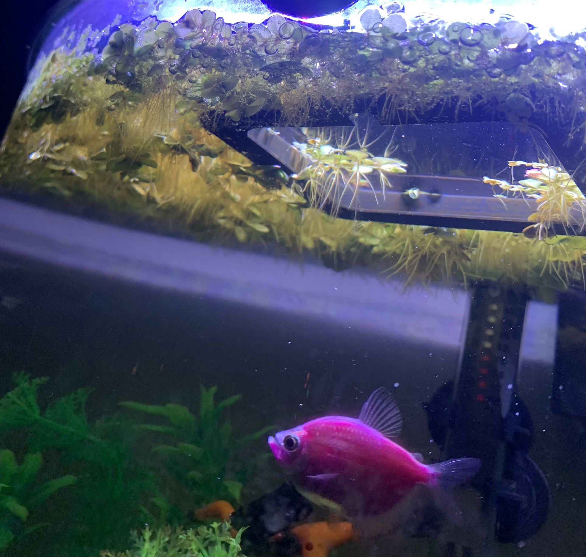 Salvinia Minima, Common Salvinia Aquarium Floating Plants