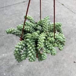 6” donkey tail