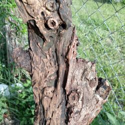 Sanitized And Dried Forest/Driftwood For Art , Sculpture Or Enclosures 