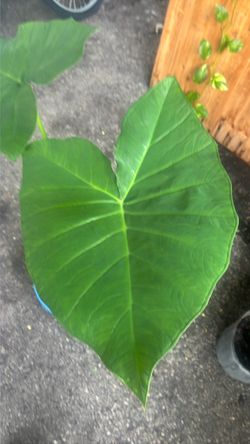 Large Elephant Ear Plant