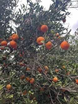 Mandonas Orgánicas Recién Cortadas. $1 La Libra 