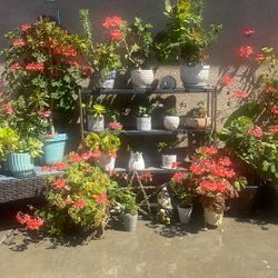 Very Healthy Beautiful Succulents 