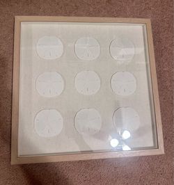 Sea Shell Wall Art